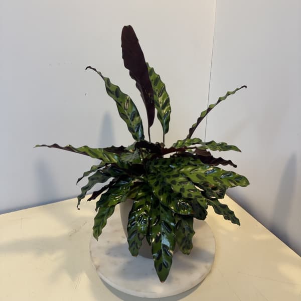 Potted calathea plant with long patterned leaves
