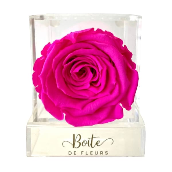 Single hot pink rose in a clear acrylic box