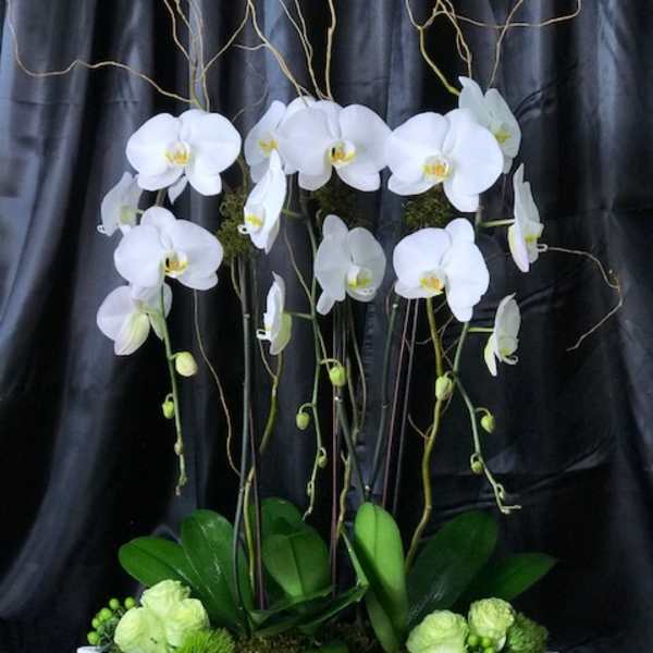 White orchids in a white boat-shaped planter with green accents