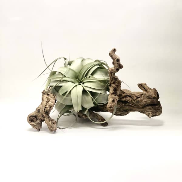 Air plant mounted on a piece of driftwood