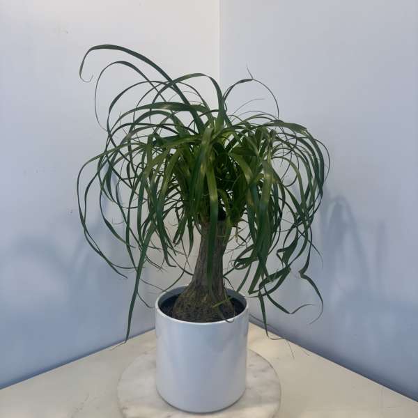 Potted ponytail palm in a white planter