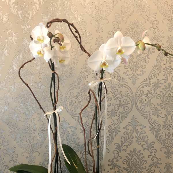 White orchids in a black planter with succulents and ribbon