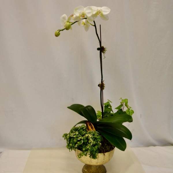 White orchid arrangement in a gold pedestal bowl with green plants