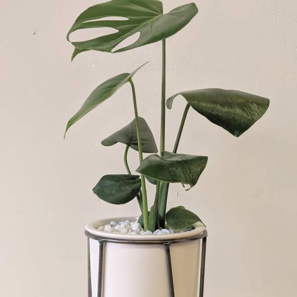 Potted monstera plant in a white planter on a metal stand