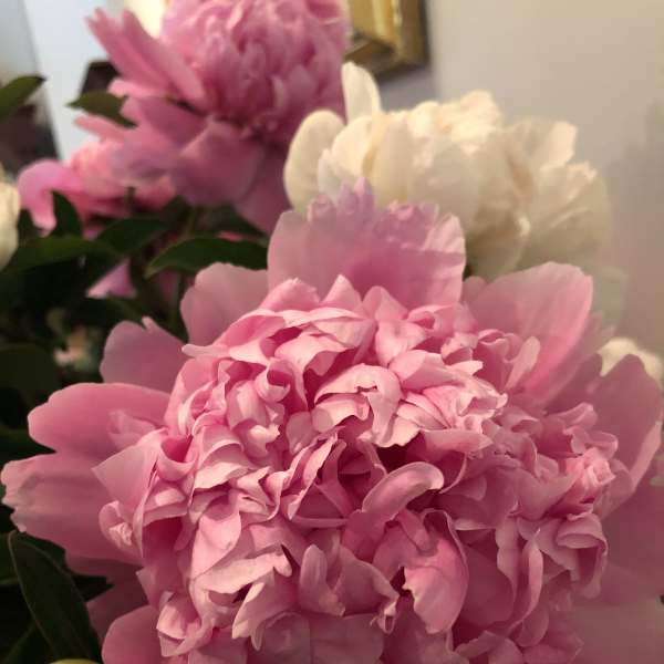 Close-up of pink and white peonies in a bouquet