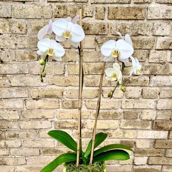 Graceful Blooms