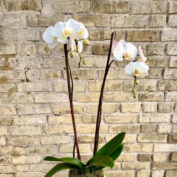 Flora Bella II