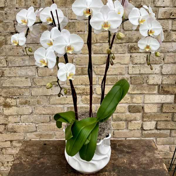 White orchids in a white ceramic pot with broad green leaves
