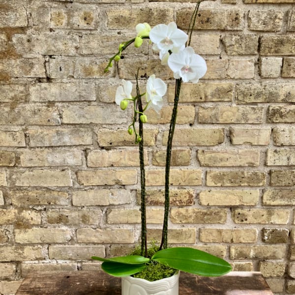 White orchid plant in a white ceramic pot on a table