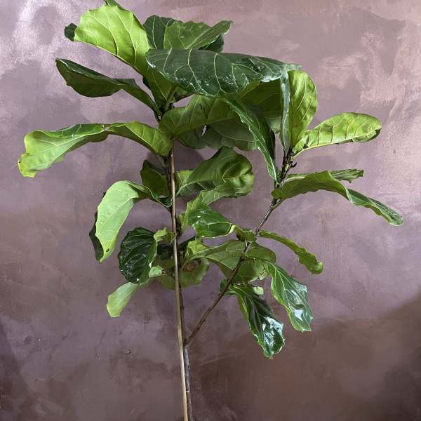 Potted fiddle leaf fig plant in a woven basket
