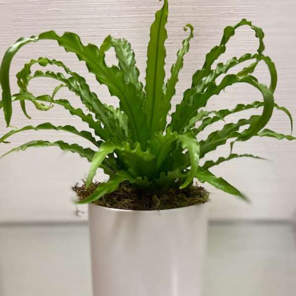 Potted green fern in a white cylindrical planter
