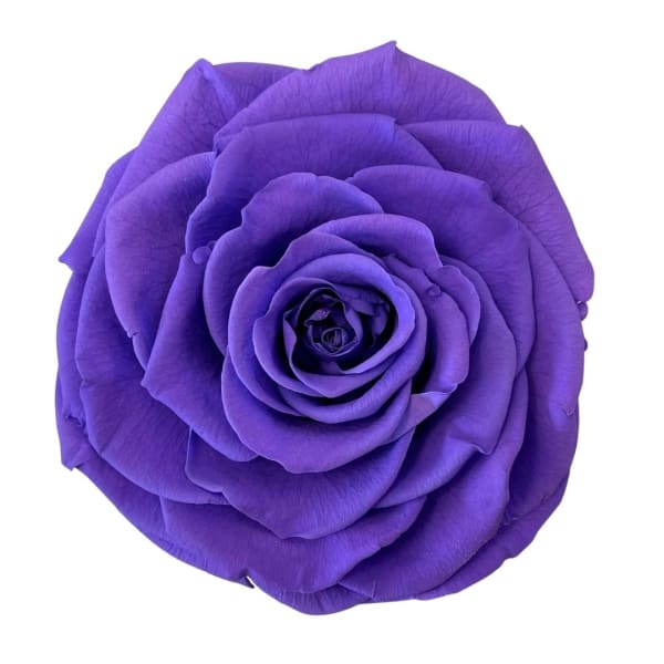 Single purple rose bloom on a white background