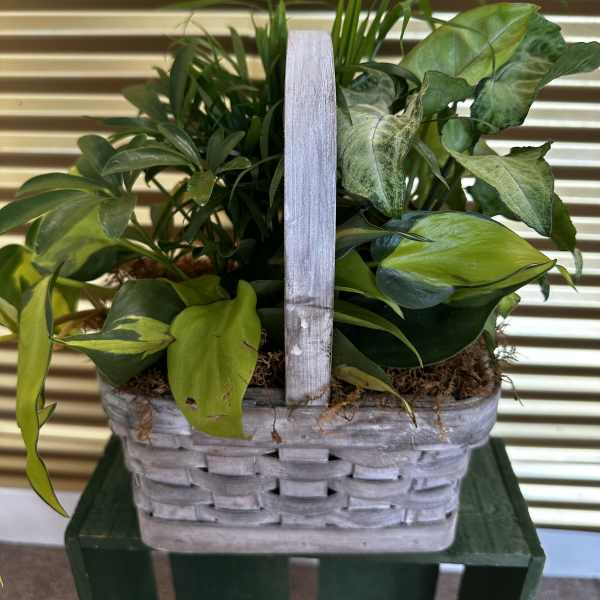 Basket of assorted green houseplants in a woven container