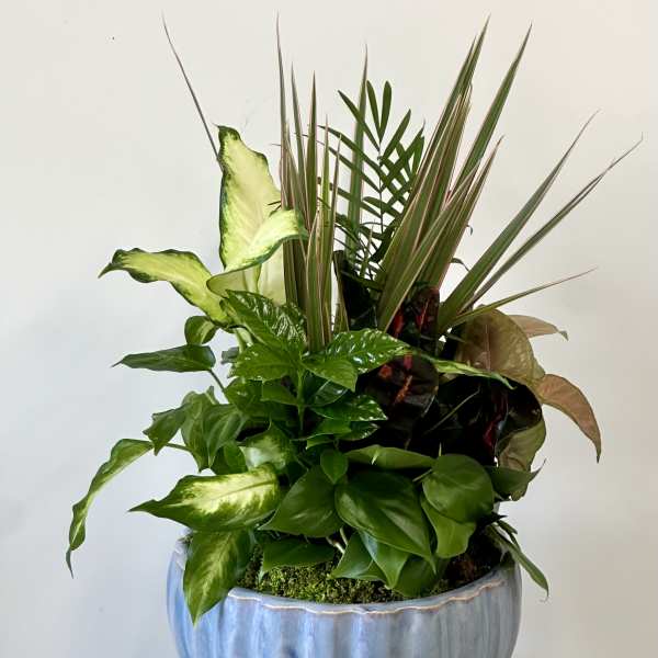 Mixed green houseplant arrangement in a blue ceramic pot