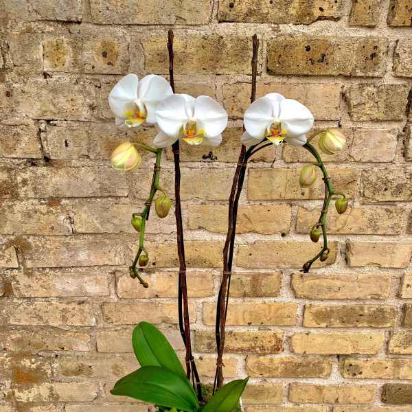 White orchids in a square white planter with green succulent accents