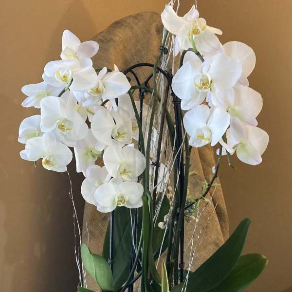 White orchids arranged in a blue ceramic bowl with a small variegated plant