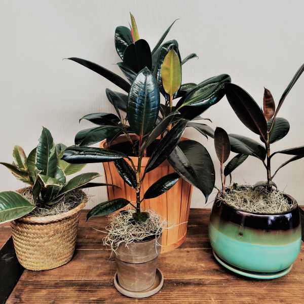 Three potted rubber plants arranged on a wooden table