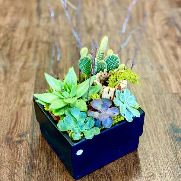 Succulent arrangement in a black square planter with decorative branches