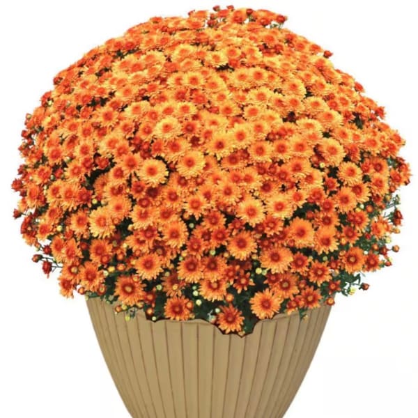 Large orange chrysanthemum arrangement in a tan planter