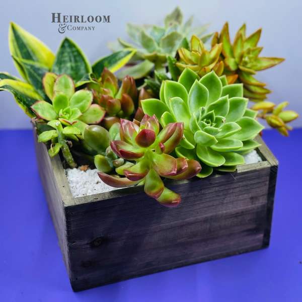Succulent arrangement in a wooden box planter