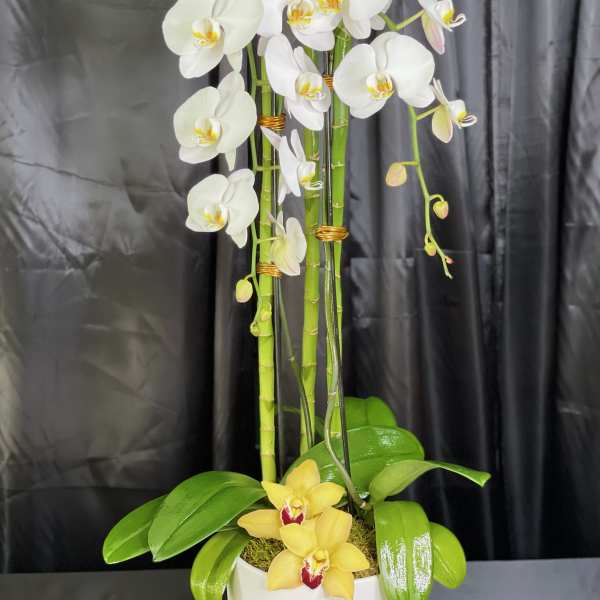 White orchids and yellow orchids in a white pot