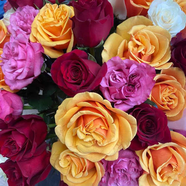 Bouquet of multicolored roses in pink, red, orange, and white