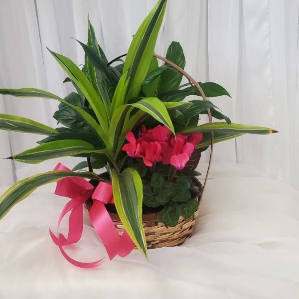 Basket planter with green foliage, pink cyclamen, and a pink ribbon