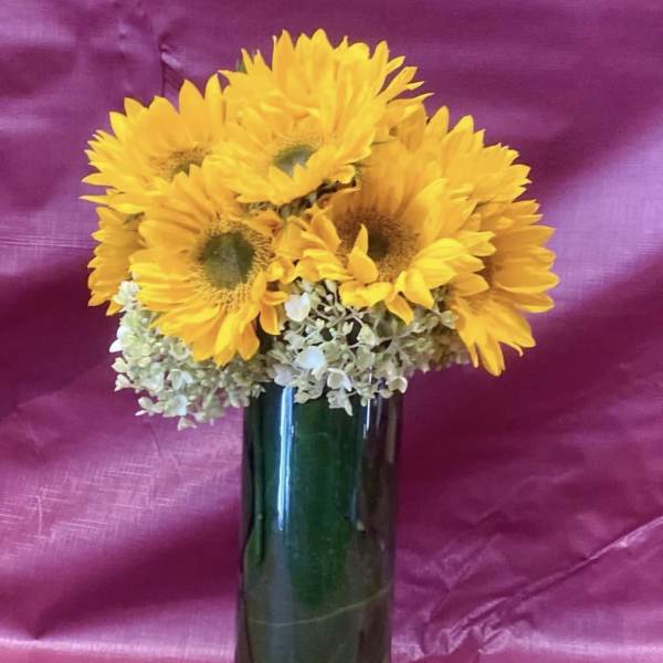 Tall glass vase of bright yellow sunflowers and white hydrangeas against a pink backdrop