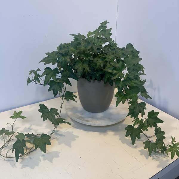 Potted ivy plant with trailing vines in a gray container