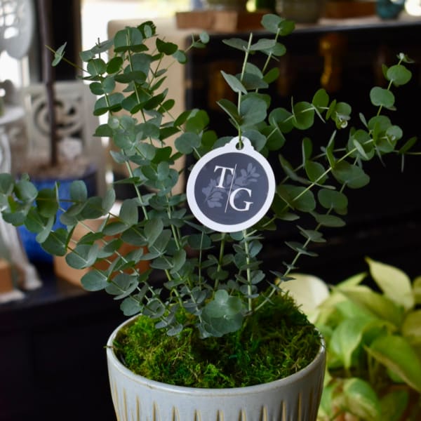 Potted eucalyptus plant with a round tag in a ceramic container