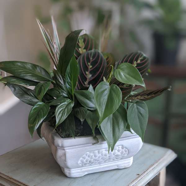 Green Foliage Dish Garden