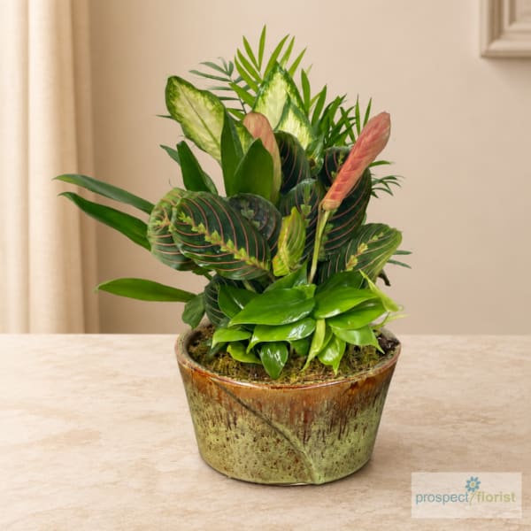 Tropical potted plant arrangement in a decorative ceramic container