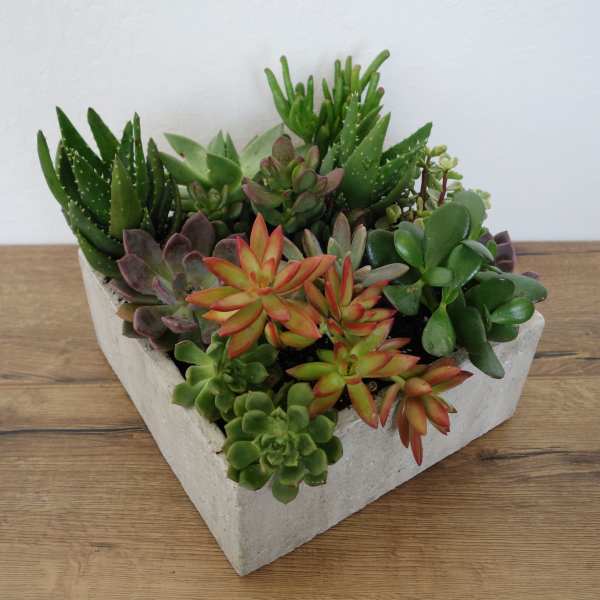 Succulent arrangement in a white geometric planter