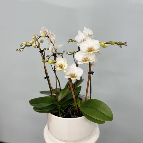 White orchids in a white pot with broad green leaves
