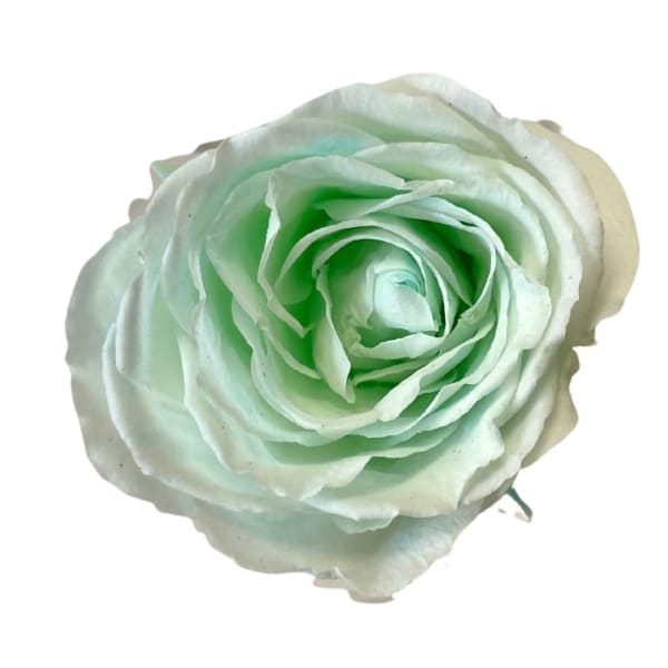 Single pale mint-green rose bloom on a white background
