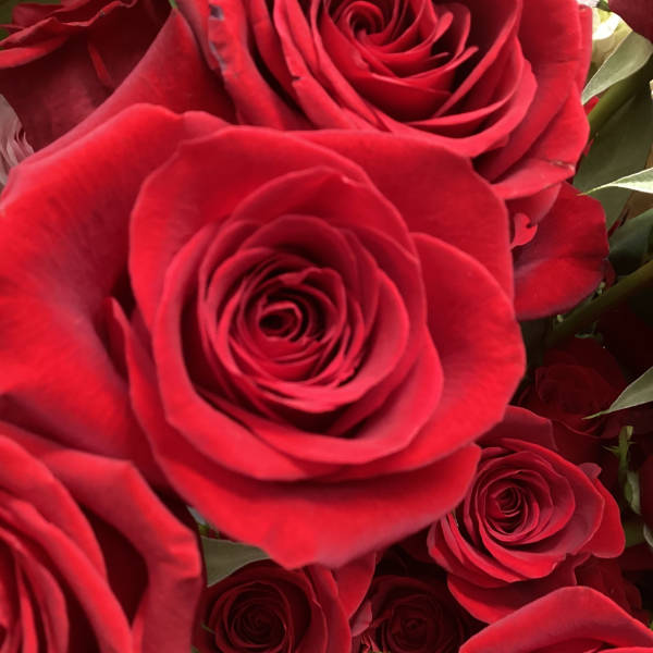 Close-up bouquet of red roses