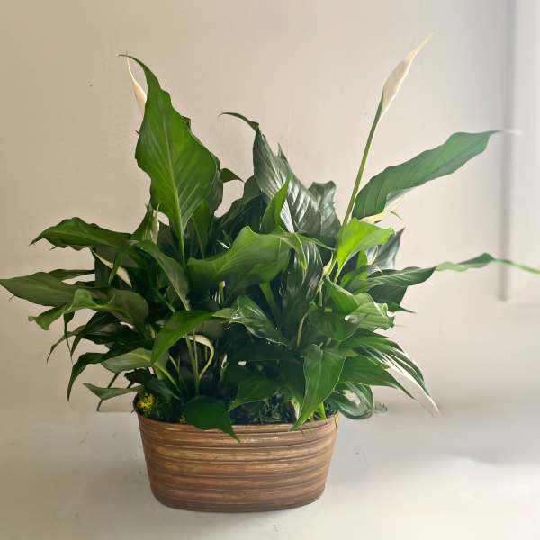 Peace Lily in copper tub