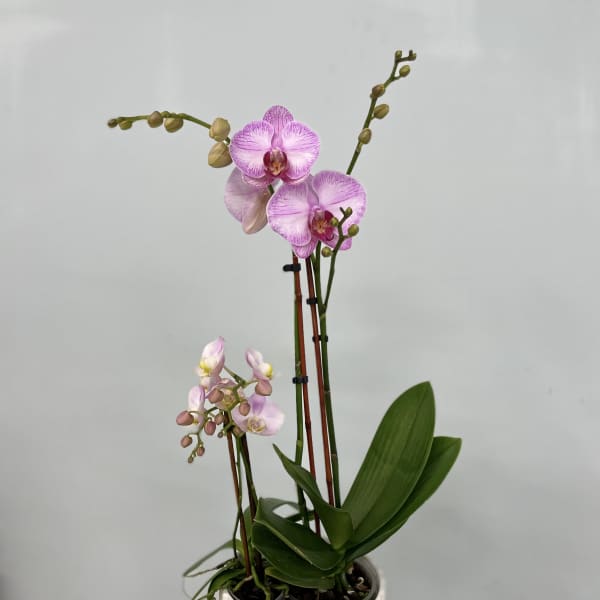 Potted pink orchids in a white ribbed planter