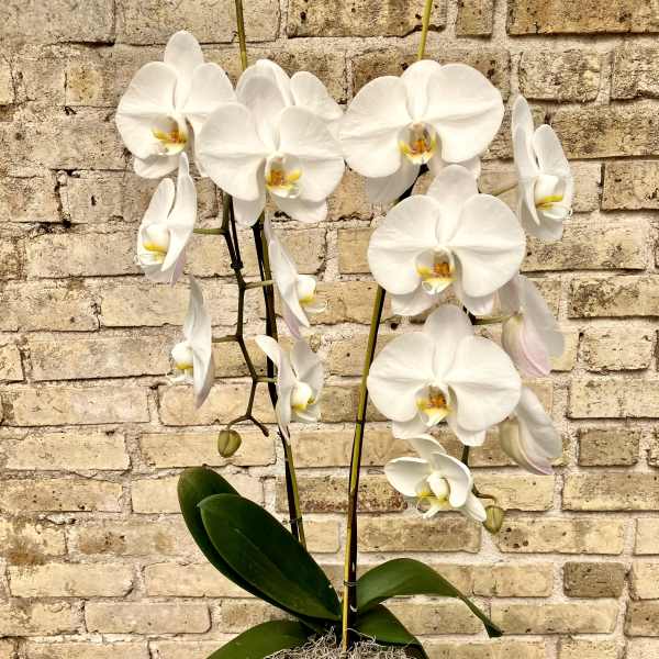 White orchid plant in a decorative white pot