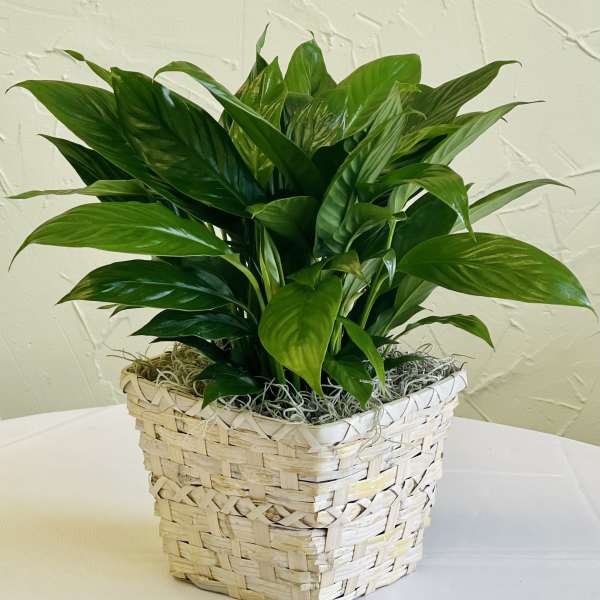 Green potted plant in a woven basket planter