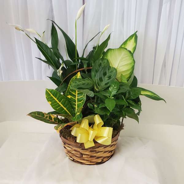 Basket of assorted green houseplants with a yellow bow