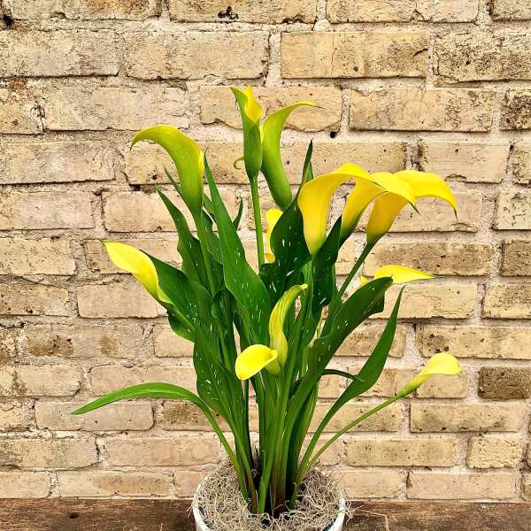 Yellow calla lilies in a white pot