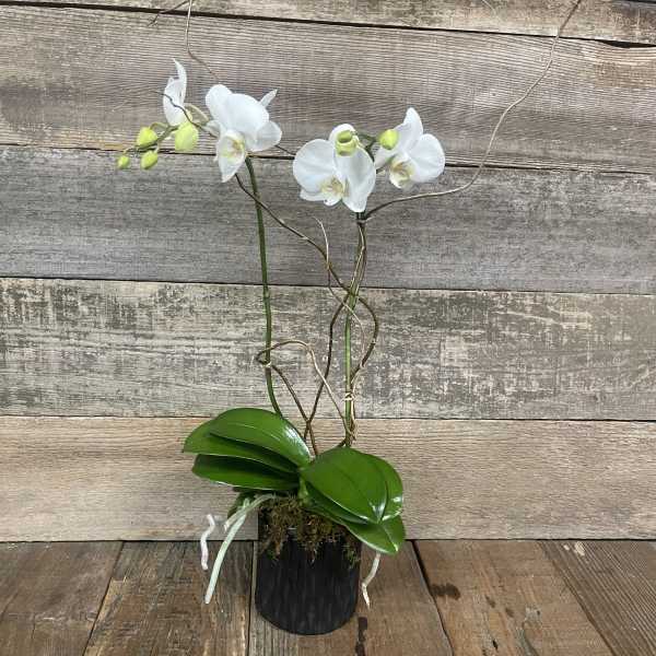 White orchid plant in a black pot with glossy green leaves