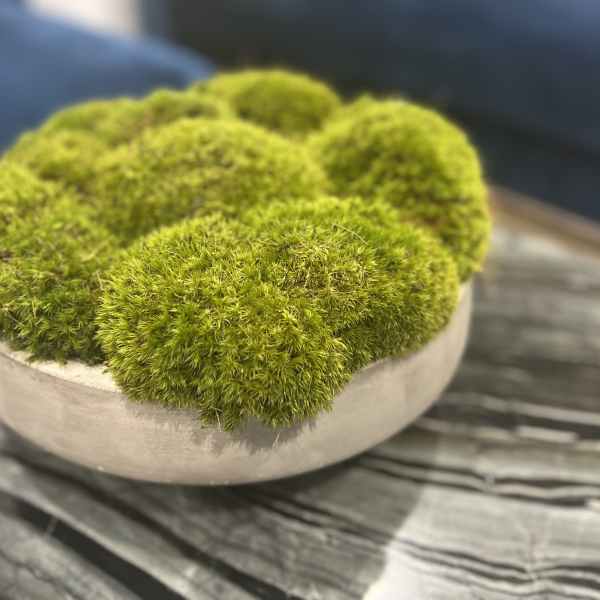 Green moss balls arranged in a shallow white bowl