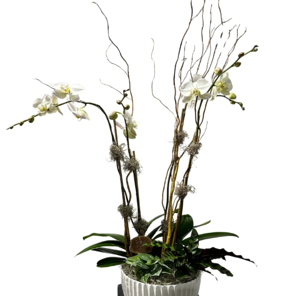 Premium Orchid/Plant Design