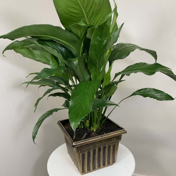 Peace Lily - Medium