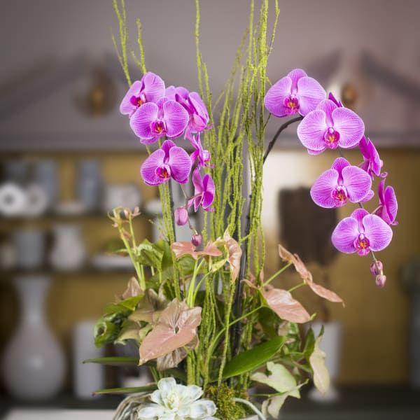 C Phalaenopsis