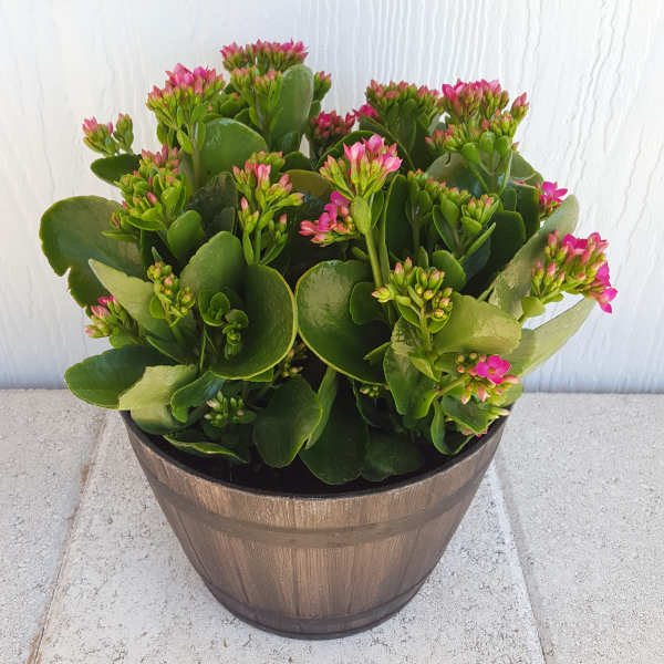 Potted succulent with pink flower clusters in a wooden planter