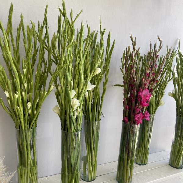 Tall gladiolus stems in clear glass vases, some with white and pink blooms