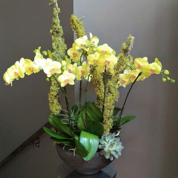 Yellow orchids arranged in a dark bowl with moss-covered branches and a succulent